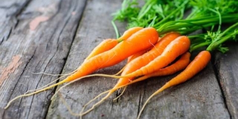 Šargarepa: sorte za centralnu rusiju